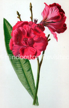 /data/Original Prints/Natural History/Oleander.jpg